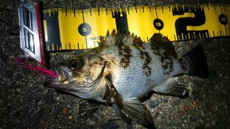 ちょこっとメバリング