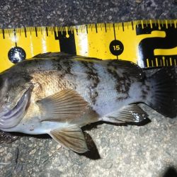 ちょこっとメバリング