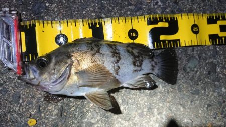 ちょこっとメバリング