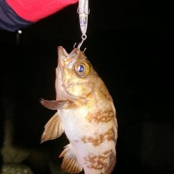 久しぶりに良型が♪