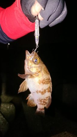 久しぶりに良型が♪