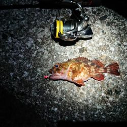 夕まずめメバリング