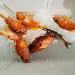 船・ジギング釣り果