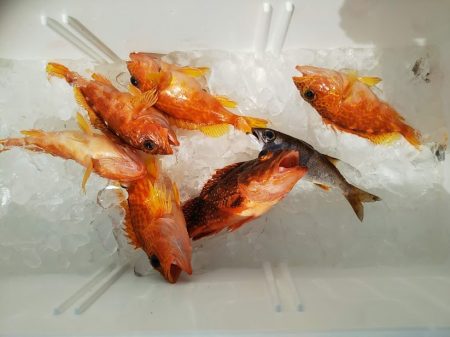 船・ジギング釣り果