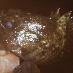 久しぶりのメバリング