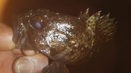 久しぶりのメバリング