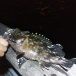 ガシラとメバル