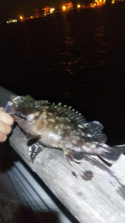 ガシラとメバル