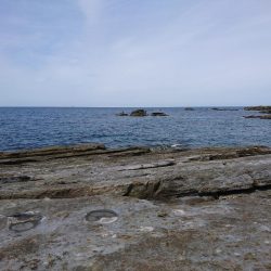 平成最後のアオリイカ