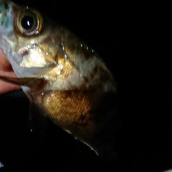 今日もチビのみ