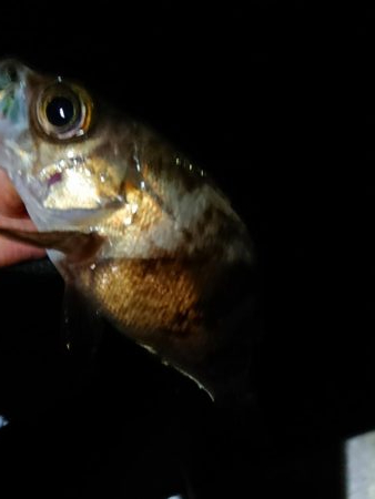 今日もチビのみ