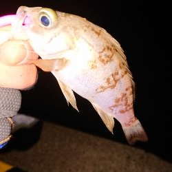 ヤリもまだまだ