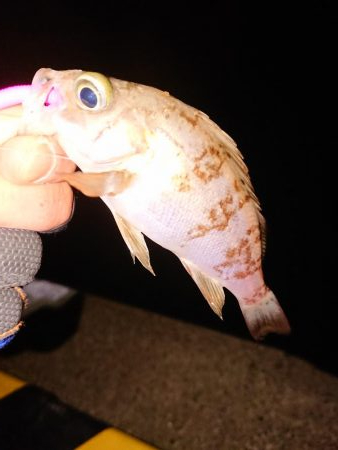 ヤリもまだまだ