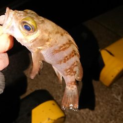 今日もチビのみ