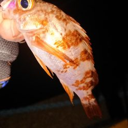 久々のアジング