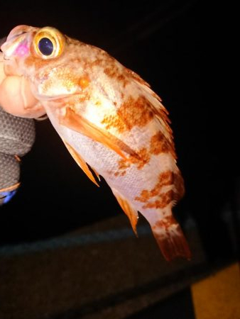 久々のアジング