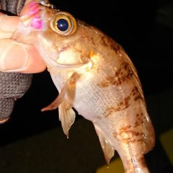 さっぱりでした