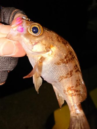 さっぱりでした