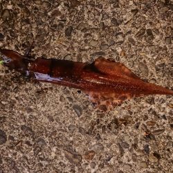 好状況ながら渋い