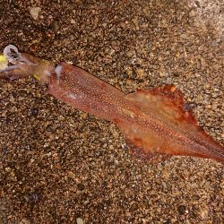 久々のヤリイカツ抜け