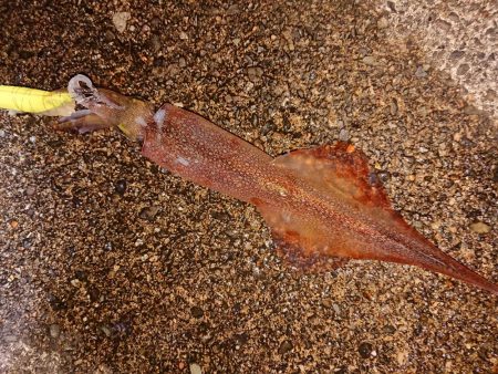 久々のヤリイカツ抜け