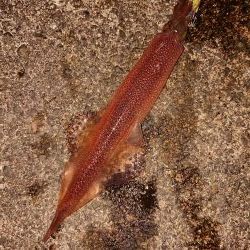 ヤリイカラッシュ