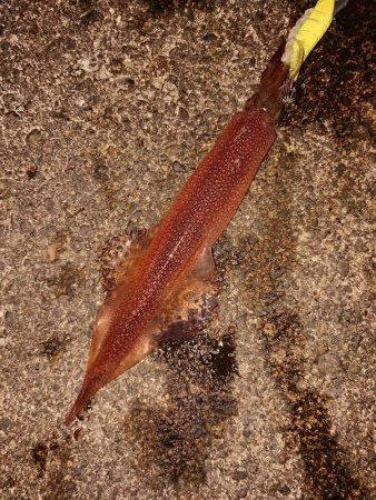 ヤリイカラッシュ