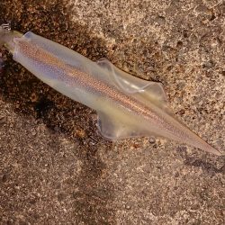 渋い中そこそこ