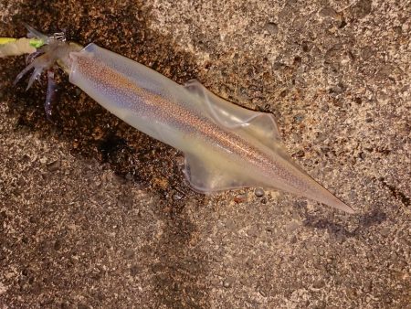 渋い中そこそこ