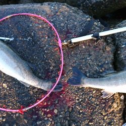 ○○ザキ 春のシーバス祭り 3点