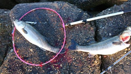 ○○ザキ 春のシーバス祭り 3点