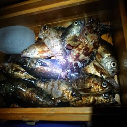 メバル浮き釣り