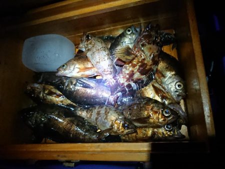 メバル浮き釣り