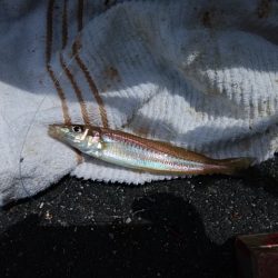 西宮津公園のキス情報