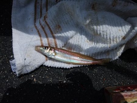 西宮津公園のキス情報