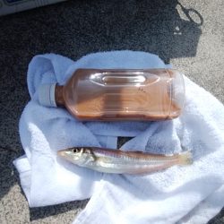 東二見白灯台のキス情報