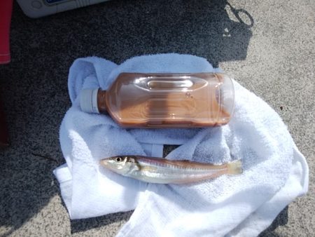 東二見白灯台のキス情報