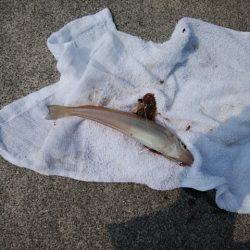 東二見白灯台波止のキス情報