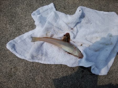 東二見白灯台波止のキス情報