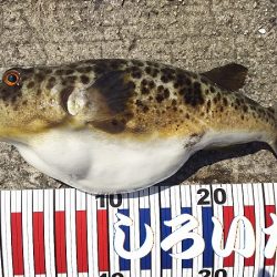 エギでイカを人生初！釣りました。