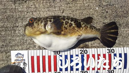 エギでイカを人生初！釣りました。