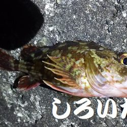 ガッシーに癒されました。