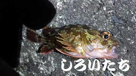 ガッシーに癒されました。