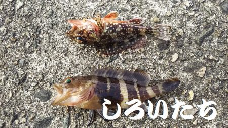 鳥取の帰りにアジを釣ろう！
