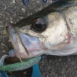 暖かい春の夕練！