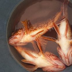 ネチネチネギング