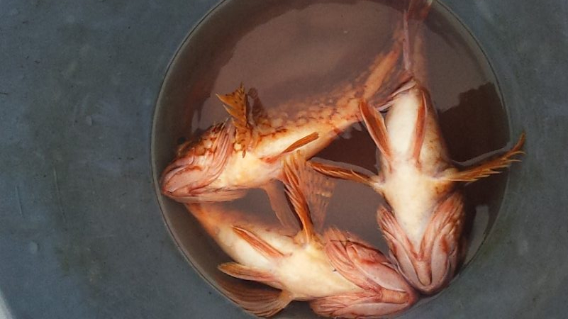 ネチネチネギング