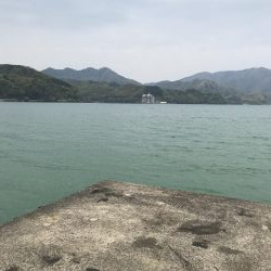 デカキス、コウイカ、ヒイラギ