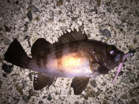 メバリングで3目釣り