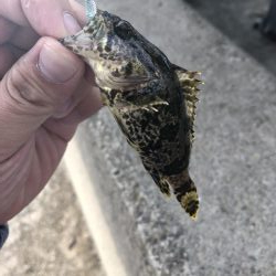 久しぶりの根魚